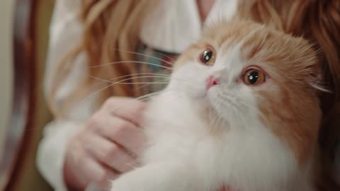 The cat sits on its owner's legs, Calm beautiful cat