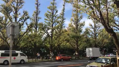 Momiji in Tokyo, Japan