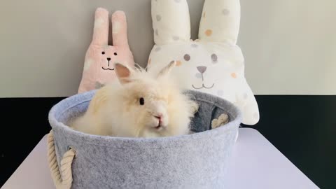 Lovely Rabbit with Rabbit Dolls