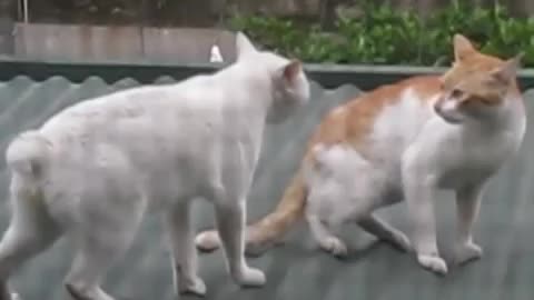 CAT FIGHT! CAT FUNNY FIGHT TRICK