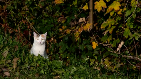 Adorable Feline Friends: The Charm of Cute Cats