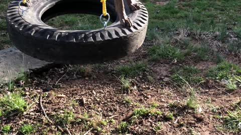 Dutch LOVES his tire swing