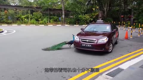 The peacock is more beautiful than the car, and the consequences are very serious