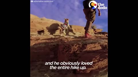 Fearless Rescue Dog Jumps Off Cliffs With His Dad | The Dodo