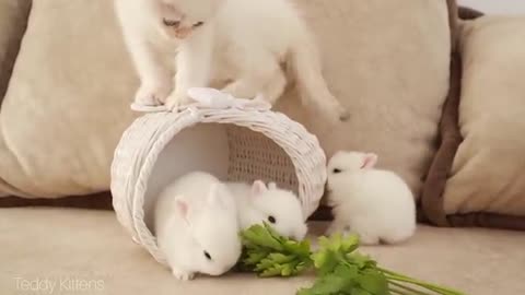 white kitten and white tiny bunnies | it's so cute