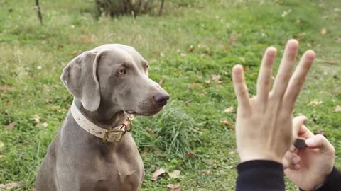 How to train a dog