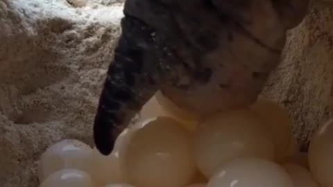 A Closer Look at Sea Turtles Laying Their Eggs in the Sand Dunes