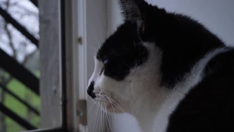 Side Profile Shot of Cat Looking Out of Open Balcony Door