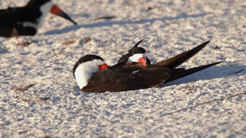 A Cute Black Skimmer Couple