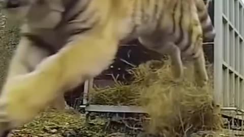 Siberian tiger run away from the pigen