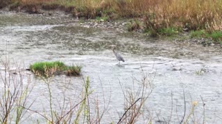 Sandhill crane in Toronto