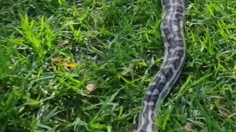 Byford the West Coast Carpet Python