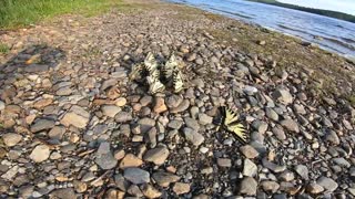 Butterflies Puddling