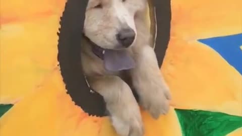 the BEST sunflower boi spotted 🌻 | Training Your Dog's In Description