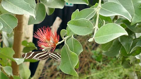 Cute Butterfly Harvesting Nectar from Flowers