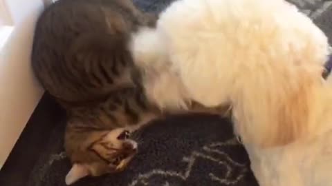 White dog playing with cat while cat is upsidedown