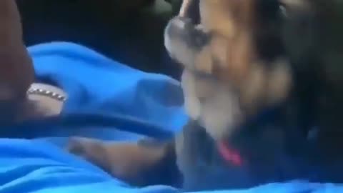 howling puppy