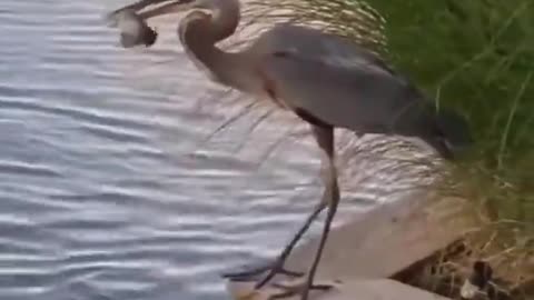 Clever Heron Hunting Fish in Pond 🐟🐟 #shorts