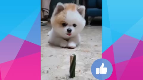 🐹🐈 cats and dogs fighting ver funny