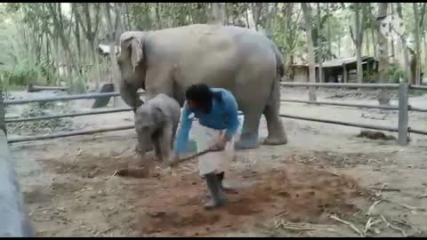 Baby Elephant bonding with trainer