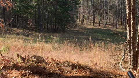 Deer hunting a food plot