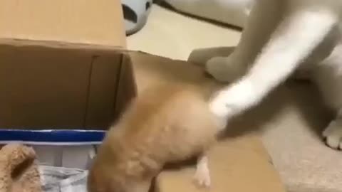 Funny cat