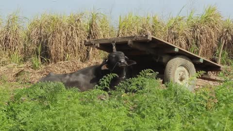 They are trying to confine bird flu within the farm where it has broken out.