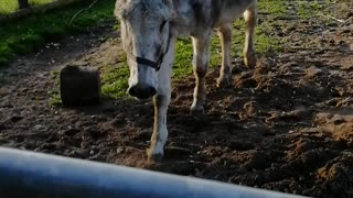 On the farm in the Winter