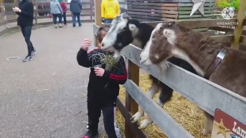 Try not to laugh| Funny babies At the Zoo!