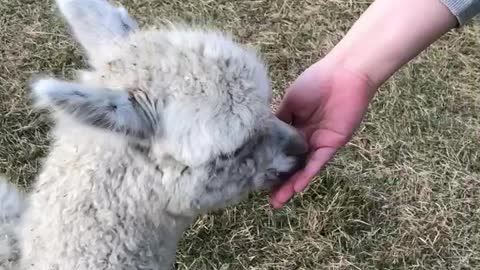 Eating alpaca in Jeju Island