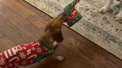 Toby the Dachshund and Brutus the German Shepherd Dog in Tug of War on Christmas