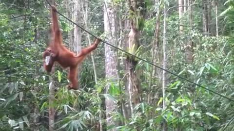 Baby Orangutan: Messy Drinker