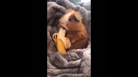 BANANA CHALLENGE THE HAMSTER AND LOSES. CUTE HAMSTER.