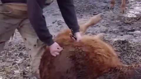 Man Saves Cow By Stabbing Hole In It