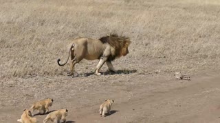 Lion dad tries to leave his kids