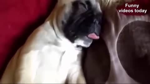 Funniest dogs in the World