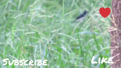 Brazilian bird singing in nature