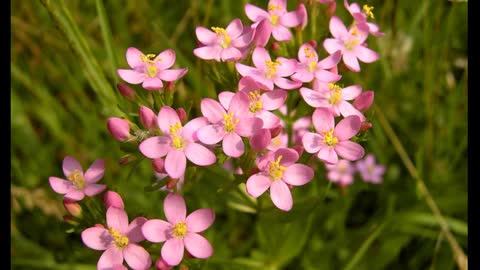 Fel-da-terra (Centaurium erythraea ) serve para dor de barriga e febre