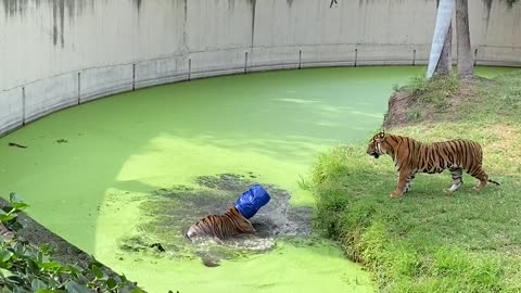 Tiger Gets Bucket Stuck On His Head