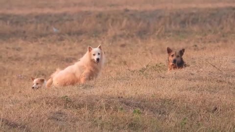 A Beautiful Samoyed Dogs Get Love Success With a Small Lovely Puppy -- Lovely Pets