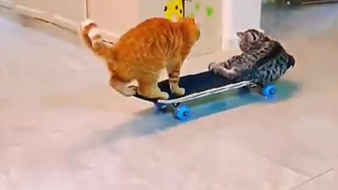 cats are enjoying funny short # funny dogs and cats