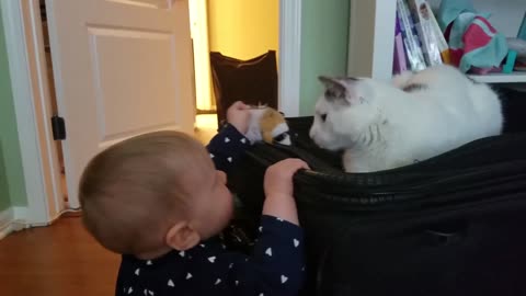 My Cat Does Not Want to Play with Baby