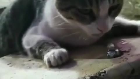 Cute cat drinking water