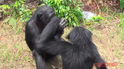 Amazing Bonobo (monkey) Mating Like Human - Animal in the World