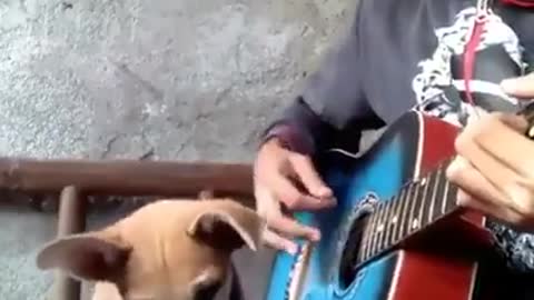 Funny Dog Singing with Guitar