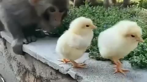 Funny monkey playing 🐒small chicks 🐣