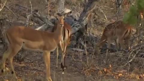 Safari Live Videos-Sunrise- Aug 23- Impalas. Most showing signs of pregnancy