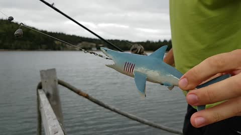 Man catches small Great White Shark close to shore