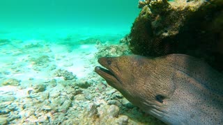 Face to Face with a Massive Moray Eel