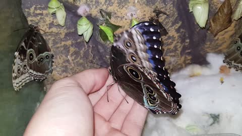 Blue Morpho Butterfly